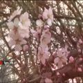 عکس ترانه شاد بهار و عید با صدای آقای مهدی کرمی - شیراز