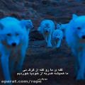 عکس حمله وحشتناک گله گرگ ها به گوسفندان
