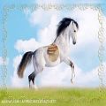 عکس زیباترین اسب‌های اهلی نماهنگ کلیپ صوتی و تصویری از اسب