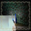 عکس نماهنگ کلیپ زیباترین طاووس طاوس های جهان ویدیو کلیپ