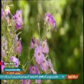 عکس ترانه محلی شیرازی خدا مهربونه با صدای آقای داود مهذبیه - شیراز