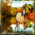 عکس اسب های بسیار زیبا نماهنگ کلیپ از عکس‌های اسب‌های نمونه در جهان