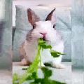 عکس اینم خرگوش کوچولوی ناز