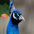 عکس نماهنگ کلیپ صوتی و تصویری از زیباترین عکس های پرندگان پرنده