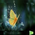 عکس کلیپ نماهنگ رقص پروانه با عکسهای جدید پروانه‌ها ی بسیار زیبا