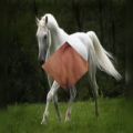 عکس نماهنگ کلیپ صوتی و تصویری از زیباترین عکس های اسب های زیبا