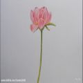 عکس نقاشی گل رز