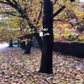 عکس صدای پاییز و یک نکته