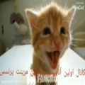 عکس اهنگ میراکلس توسط گربه