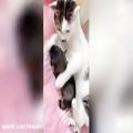 عکس فیلم کوتاه از بچه گربه های ملوس