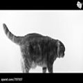 عکس اهنگ Butter ازBTS ورژن گربه