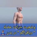 عکس دامنه حرکت عضله دیافراگم / PouryaVocalStudio