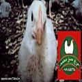 عکس پرورش مرغ گوشتی با موزیک ویدیو جدید رضا بهرام