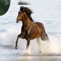 عکس نماهنگ کلیپ صوتی و تصویری تولید محتوای جذاب درباره عکسهای اسب ها