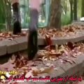 عکس آهنگ عاشقانه -کلیپ غمگین جدید-اهنگ جدید