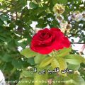 عکس موزیک ویدیو عاشقانه و زیبا - من یه گل سرخی دارم