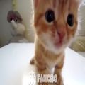 عکس آهنگ میراکلس با صدای گربه از کانال chiko