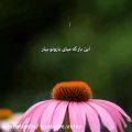 عکس موزیک ویدئو عاشقانه رضا بهرام/اهنگ سیستمی
