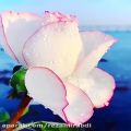 عکس کلیپ استوری گل رز