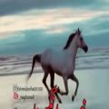 عکس کلیپ اسب کنار ساحل/گل هیاهو/فریدون آسرایی/آهای خوشگل عاشق...