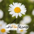 عکس ولادت امام هادی / ولادت امام علی النقی / میلاد ائمه