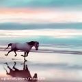 عکس کلیپ قشنگ برای استوری . اسب در ساحل