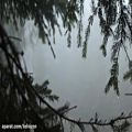 عکس یک ساعت صدای باران در جنگل روی درختها | صدای طبیعت / (قسمت 29)