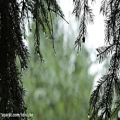 عکس صدای آرامش بخش باران و باد در جنگل | صدای طبیعت / (قسمت 35)