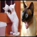 عکس کلیپ خنده دار و بامزه گربه و سگ . واکنش های خنده دار گربه و سگ