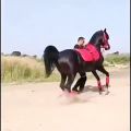 عکس رقص اسب .چقدر باحال .کی از این اسبها میخواد؟