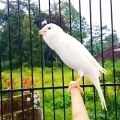 عکس آرامش با صدای زیبای این پرنده که از ته دل برایتان میخواند