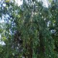 عکس آواز دلنشین پرندگان روی درخت