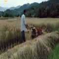 عکس موزیک ویدیو درو برنج با موزیک مهراد جم