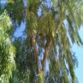 عکس آواز شاد پرندگان روی درخت اُکالیپتوس