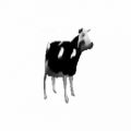 عکس اهنگ the polish cow که خیلی ها دنبالش هستن