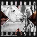عکس نماهنگ کلیپ زیباترین اسب اصیل ایرانی عربی کردی سرخ پوستی استوری اینستاگرام