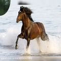 عکس زیباترین اسب اصیل ایرانی عربی کردی سرخ پوستی نماهنگ کلیپ استوری اینستاگرام