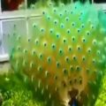 عکس واقعا این کلیپ رو ازد دست بدین ضرر کردی || باز شدن پر و زیبایی طاووس