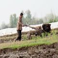 عکس شوق زندگی: برنج (ویدئو کلیپ)