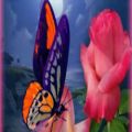 عکس کلیپ زیبای آهنگ Butterfly از بی تی اس با لیریک فارسی‌و‌انگلیسی