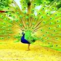 عکس کلیپ خیلی قشنگ برای وضعیت واتساپ . باز شدن پر طاووس زیبا