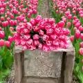 عکس کلیپ زیبای طبیعت .مزرعه گل در هلند