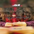 عکس قصه اینست ! شعری عاشقانه از فاطمه انصاری و اجرای دلنشین محمد رضا حیدریان