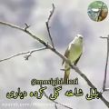 عکس کلیپ آواز لری/ بلبلی شاخه گلی