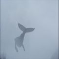 عکس iday-52 (lonliest whale)