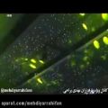 عکس ویدیوی اجرای اشکوبارون در برنامه ملت ایران