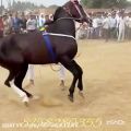 عکس رقص اسب