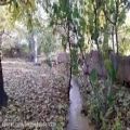 عکس سنتور نوازی در کوچه باغ دانسفهان در فصل پاییز ۱۴۰۰