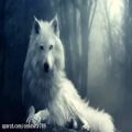 عکس موسیقی حماسی - روح گرگ سفید احساسی درمیان جنگل یخ