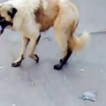 عکس رقص سگی